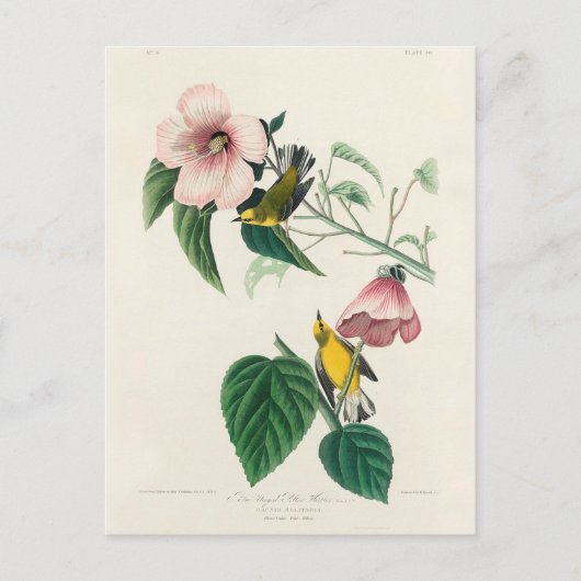 Blaugelber Gelbschwanz von Vögeln Amerikas Postkarte (Vorderseite)