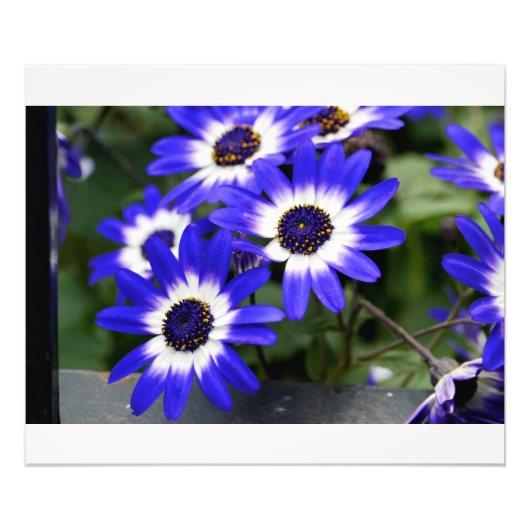 Blaugemalte Gänseblümchen Fotodruck (Vorne)