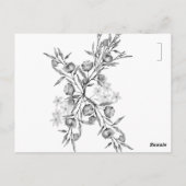 Blauglöckchen  postkarte (Rückseite)