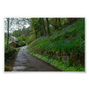 Blauglocken auf der Eastwood Lane Fotodruck