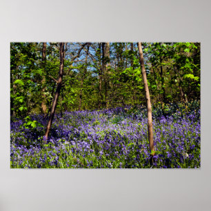 Blauglocken im Wald Poster