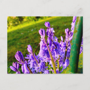 Blauglocken postkarte