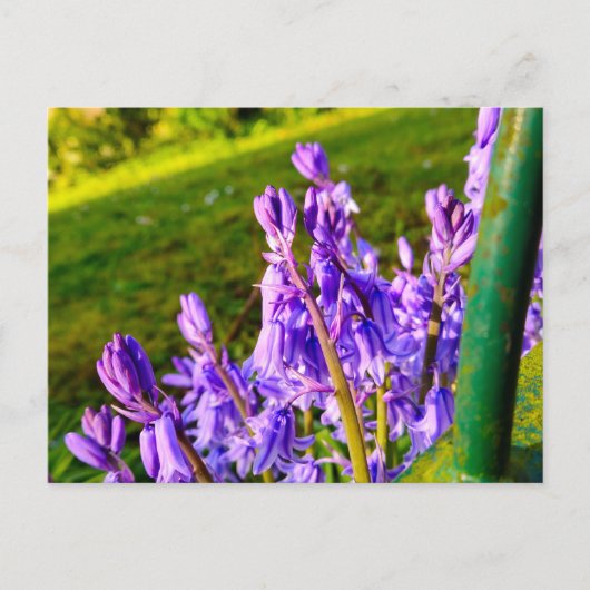 Blauglocken postkarte (Vorderseite)