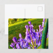 Blauglocken postkarte (Vorne/Hinten)