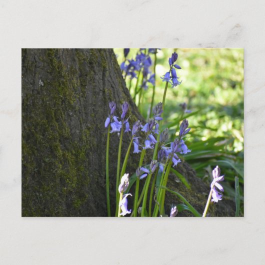 Blauglocken postkarte (Vorderseite)