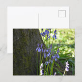 Blauglocken postkarte (Vorne/Hinten)