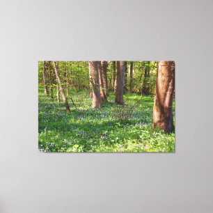 Blauglocken-Saison in Belgien Leinwanddruck