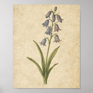 Blauglocken-Stängel Botanische Kunst auf warmen Pa Poster