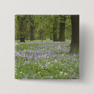 Blauglocken und Eichen im Frühling, Little Hagley Button