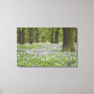 Blauglocken und Eichen im Frühling, Little Hagley Leinwanddruck