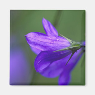 Blauglockenblume in Independence Pass in Magnet