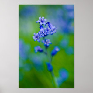 Blauglockenblumen-Plakat Poster