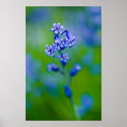 Blauglockenblumen-Plakat Poster (Vorne)