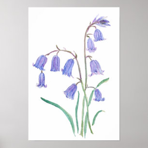 Blauglockenblumen Wasserfarben Blumen Poster