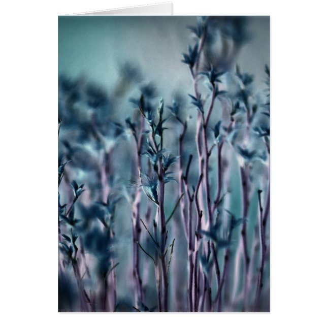 Blaugras (Vorne)