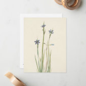 Blaugras von Mary Vaux Walcott Mitteilungskarte (Vorderseite/Rückseite Beispiel)