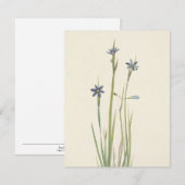 Blaugras von Mary Vaux Walcott Mitteilungskarte (Vorne/Hinten)