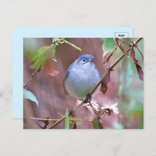 Blaugraue Gnatcatcher Backyard Bird Postkarte