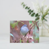Blaugraue Gnatcatcher Backyard Bird Postkarte (Stehend Vorderseite)
