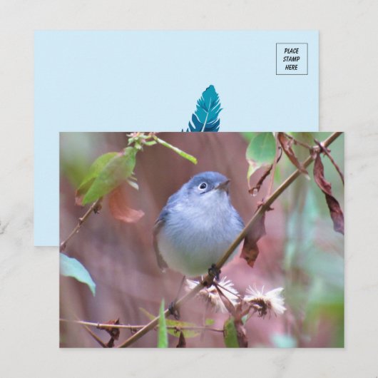 Blaugraue Gnatcatcher Backyard Bird Postkarte (Vorne/Hinten)
