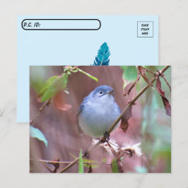 Blaugraue Gnatcatcher Hinterhof Bird verschieben Postkarte