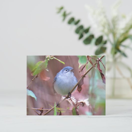 Blaugraue Gnatcatcher Hinterhof Bird verschieben Postkarte (Stehend Vorderseite)
