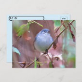 Blaugraue Gnatcatcher Hinterhof Bird verschieben Postkarte (Vorne/Hinten)