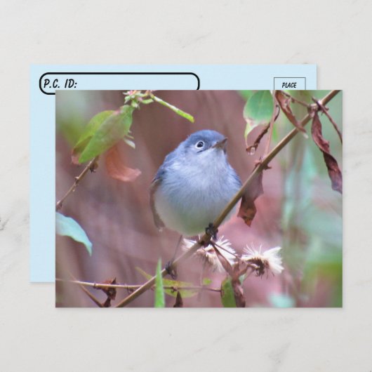Blaugraue Gnatcatcher Hinterhof Bird verschieben Postkarte (Vorne/Hinten)