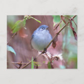 Blaugraue Gnatcatcher Hinterhof Bird verschieben Postkarte (Vorderseite)
