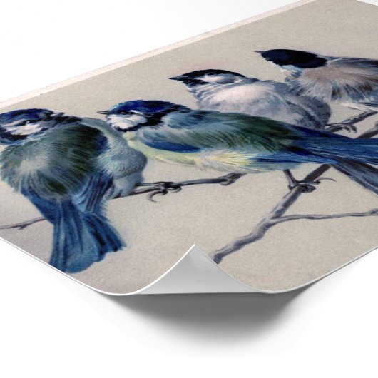 Blaugraue Vögel auf einem Zweig von Hector Giacome Poster (Ecke)