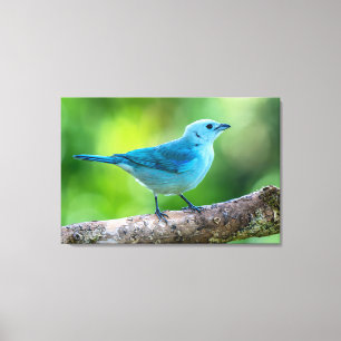 Blaugrauer Tanager in Costa Rica Leinwanddruck