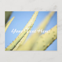 Blaugrüne Aloe-Pflanzen Blaue Himmel Postkarte