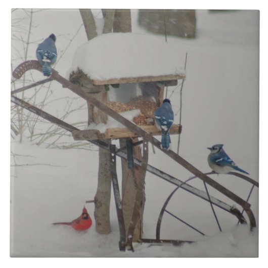 Blauhäher beim Frühstück Fliese (Vorderseite)