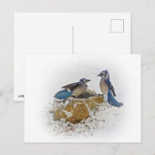 Blauhäher im Winter Postkarte (Vorne/Hinten)