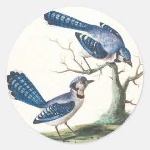 Blauhäher sind hübsche Vögel Runder Aufkleber