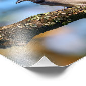 Blauhäher-Vogel Fotodruck (Ecke)