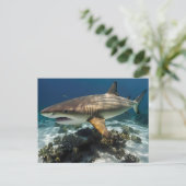 Blauhai Postkarte (Stehend Vorderseite)