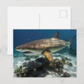 Blauhai Postkarte (Vorne/Hinten)