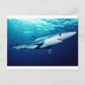 Blauhai Postkarte (Vorderseite)