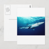 Blauhai Postkarte (Vorne/Hinten)