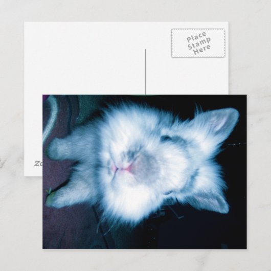 Blauhase Postkarte (Vorne/Hinten)