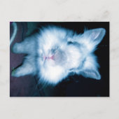 Blauhase Postkarte (Vorderseite)