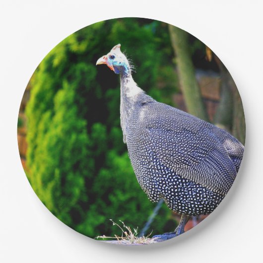 Blauhelme Guinea Fowl Pappteller (Vorderseite)