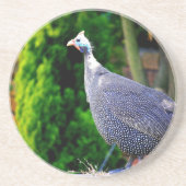 Blauhelme Guinea Fowl Sandstein Untersetzer (Vorne)