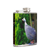 Blauhelme Guinea Fowl stehend in der Sonne Flachmann (Rechts)