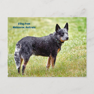 Blauhelmhund Postkarte