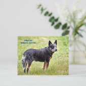 Blauhelmhund Postkarte (Stehend Vorderseite)