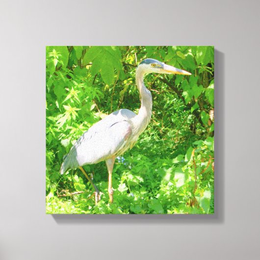 Blauherde, Seeufer, hübscher Wildvogel, Natur Leinwanddruck (Vorderseite)