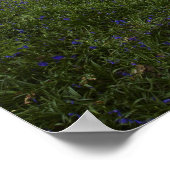 Blauholz Poster (Ecke)