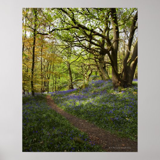 Blauholz Poster (Vorne)